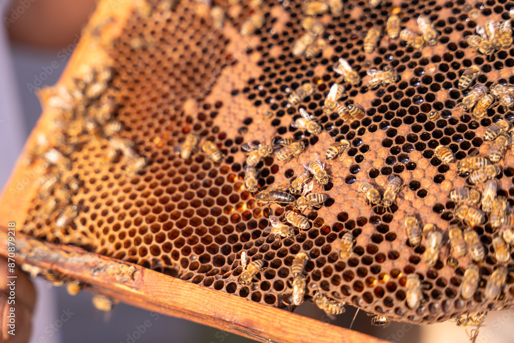 A person holds a honeycomb with many bees on it A person holds a honeycomb with many bees on it