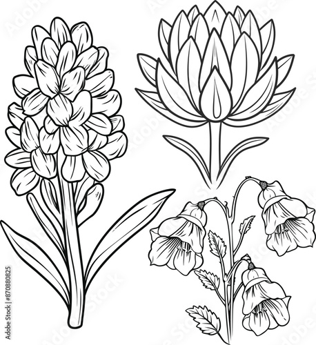 Hyacinth, Protea, and Canterbury flower line art vector illustrations isolated on a transparent background. Modern minimalist design for logo, 