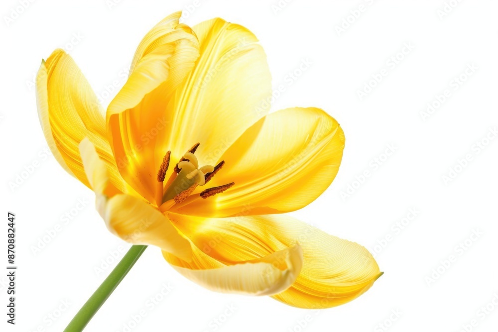 Obraz premium A close-up view of a bright yellow flower against a clean white background, suitable for illustrations and designs