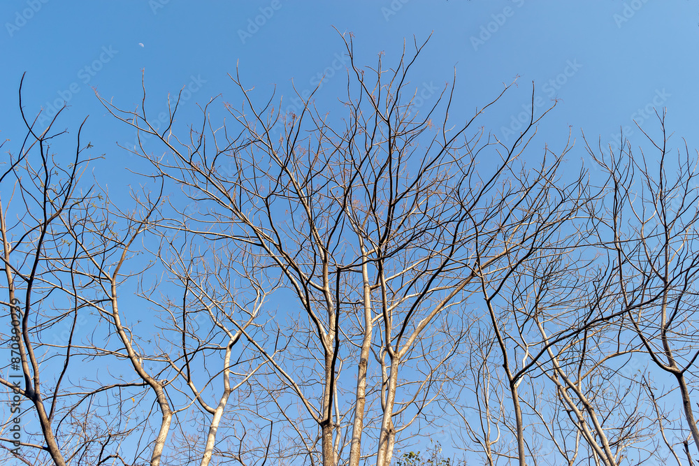Dry tree branches with clear blue sky background on a hot summer day in Gujrat, India. Dry tree branches with clear blue sky background on a hot summer day in Gujrat, India.