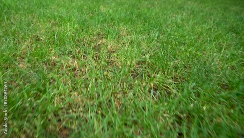 Green grass in the small Kikvidze park in Tbilisi