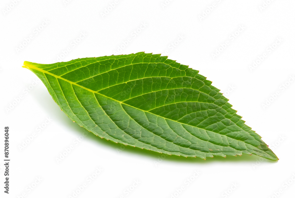 Obraz premium Single Green Leaf on Clean White Background