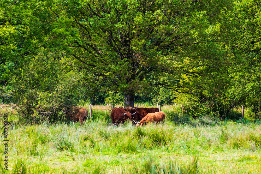 Obraz premium Vaches de race écossaises Highland, caractérisées par ses poils longs et une paire de longues cornes, dans le marais du Grand Hazé, espace naturel sensible classé Natura 2000 à Briouze