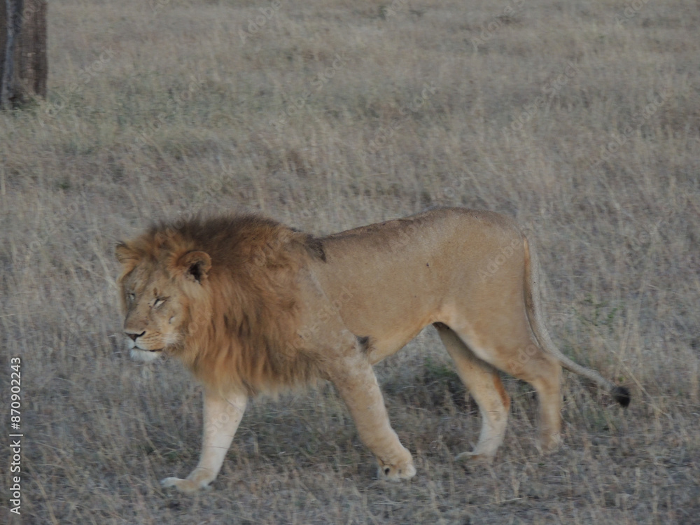 Lions male Lions male