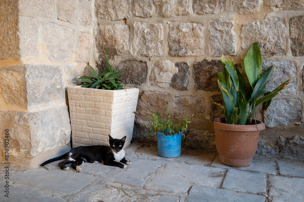 Black and White Cat Relaxing on a Porch by Two Plants in White and Blue Pots
