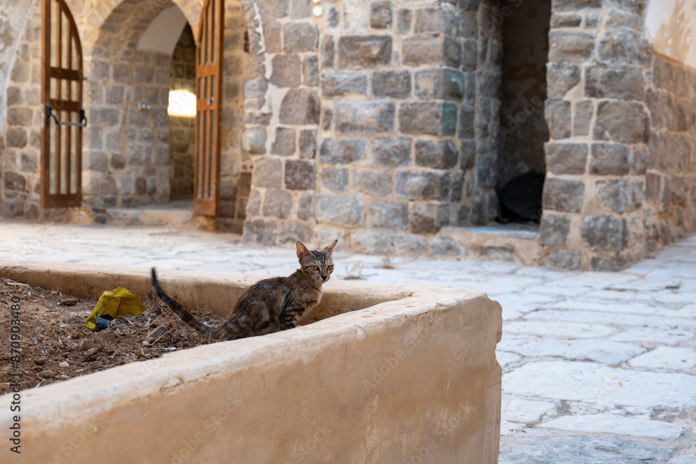 Cat Alone in a Planter in an Old Medieval Building