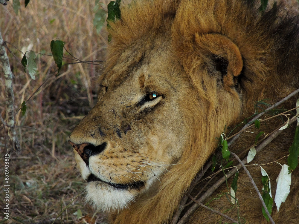 Fototapeta premium Lions male