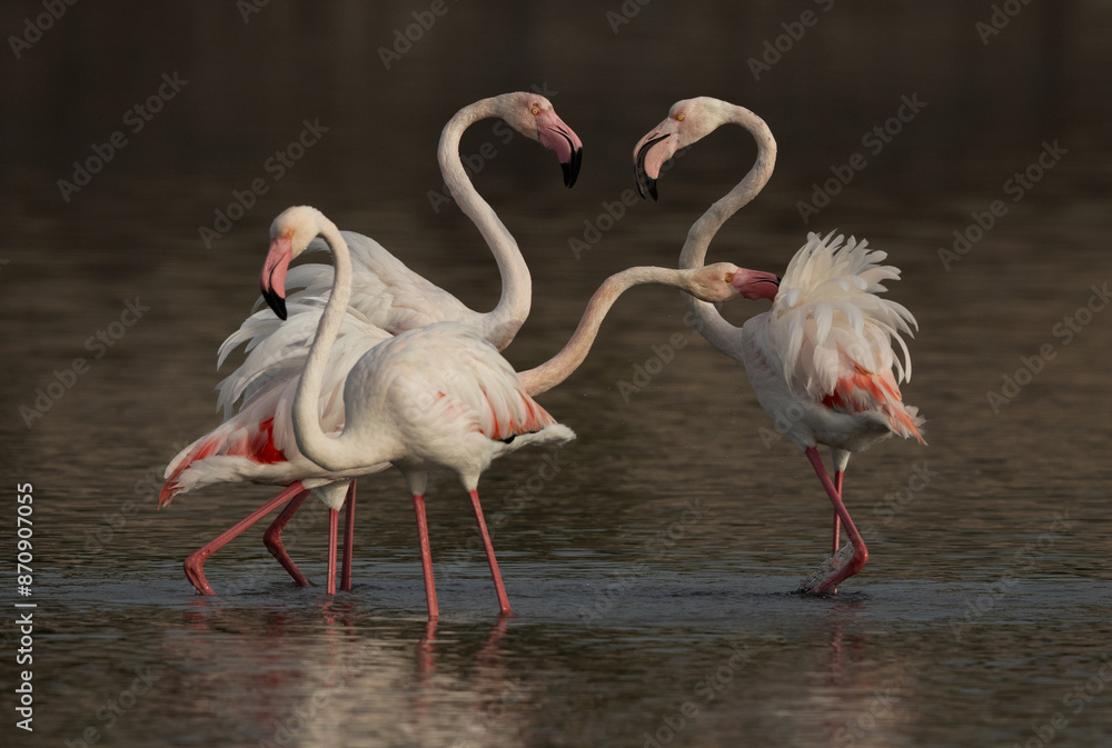 Greater Flamingos territory fight while feeding at Tubli bay in the mornnig, Bahrain Greater Flamingos territory fight while feeding at Tubli bay in the mornnig, Bahrain