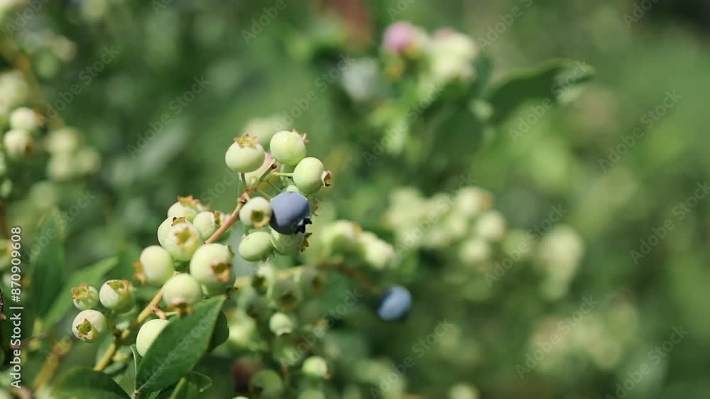 Blueberries ripen in summer garden, Vaccinium angustifolium organic blueberry produce. Northern blueberry or sweet hurts (Vaccinium boreale) cultivated at bio farm Blueberries ripen in summer garden, Vaccinium angustifolium organic blueberry produce. Northern blueberry or sweet hurts (Vaccinium boreale) cultivated at bio farm