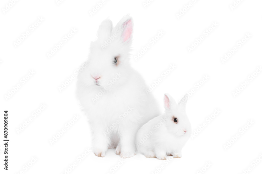 Mother rabbit and baby bunny isolated on white Mother rabbit and baby bunny isolated on white