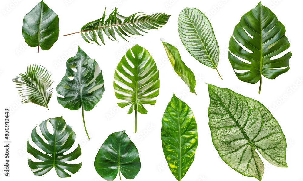 Assorted Tropical Leaves Assorted Tropical Leaves