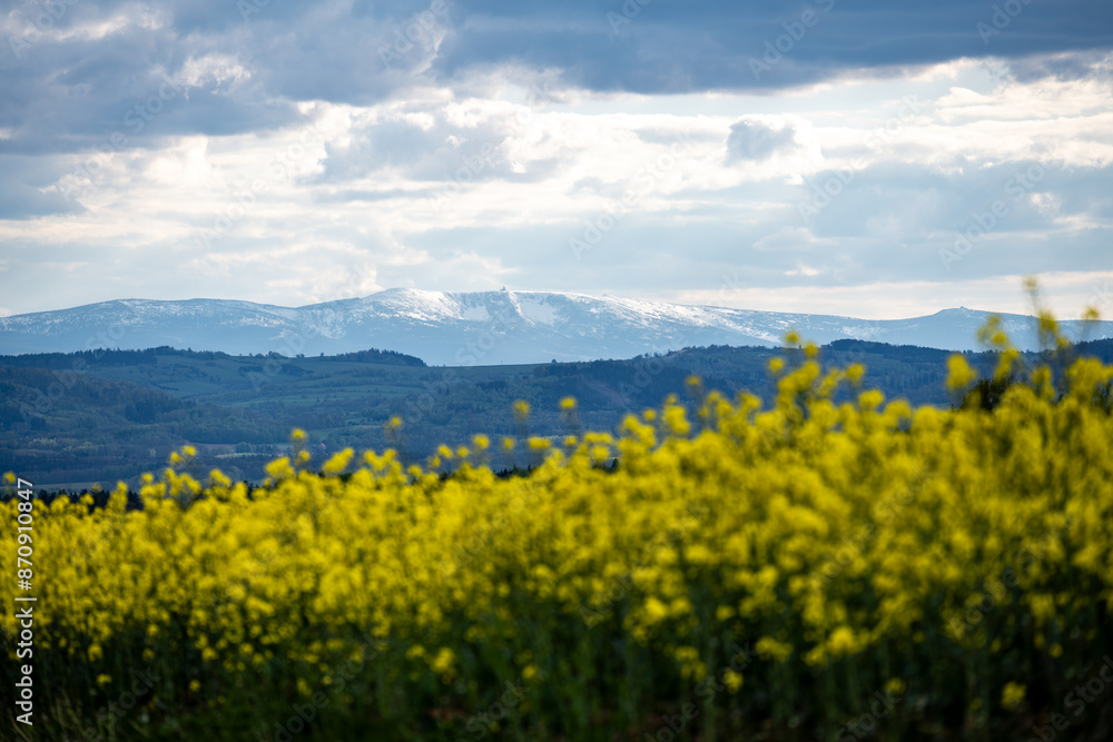 view on snowy Giant mountains with canola fields during spring
