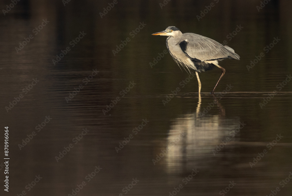 Naklejka premium Grey Heron and reflection on water at Tubli bay, Bahrain