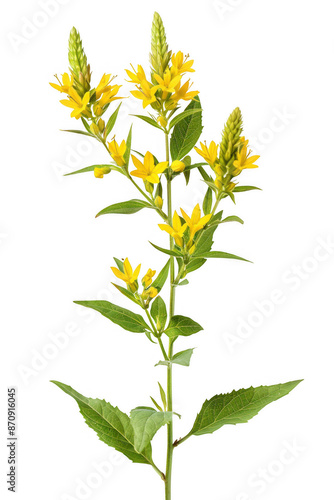 Wallpaper Mural Yellow Flowers with Green Leaves on Tall Stem Torontodigital.ca