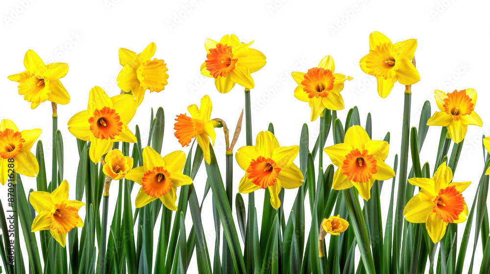 Obraz premium Field of Yellow Daffodils with Orange Centers
