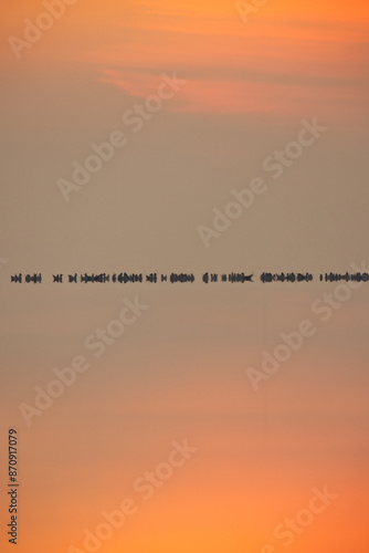 Flock of Black-headed gull and dramatic sunrise and reflection at Akser coast of Bahrain photo