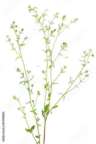 Green Plant with Small White Flowers