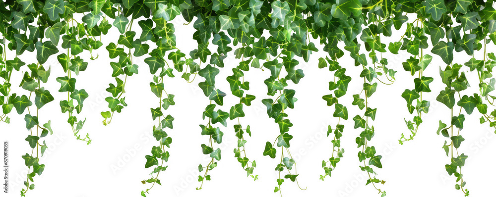 Hanging Green Vines