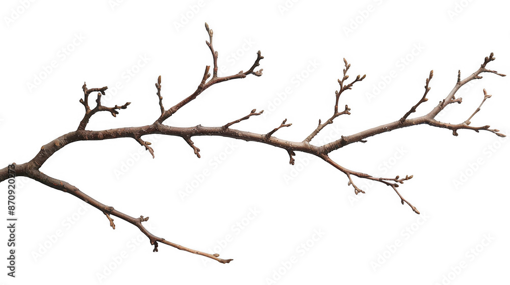 Dry Twisted Branch Dry Twisted Branch