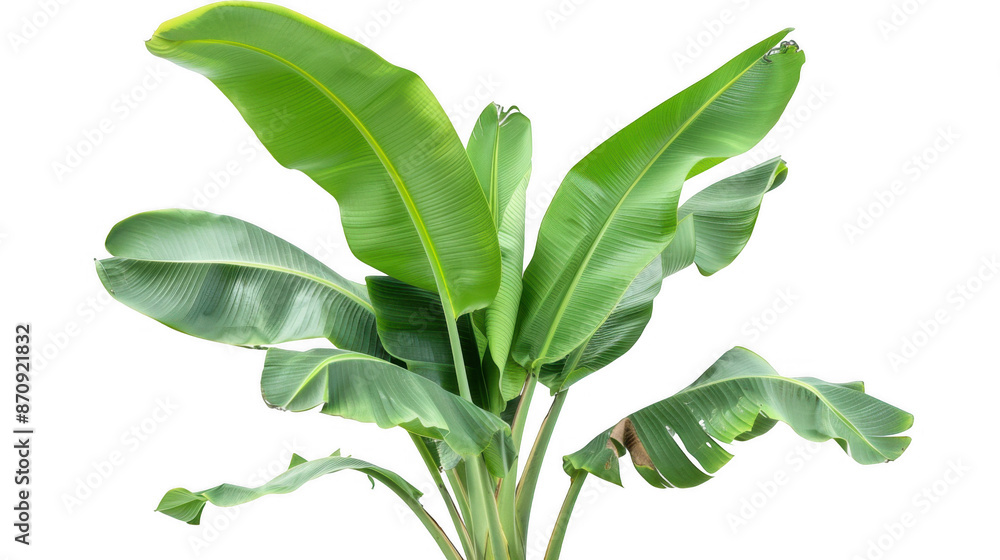 Obraz premium Green Banana Plant with Decayed Leaf