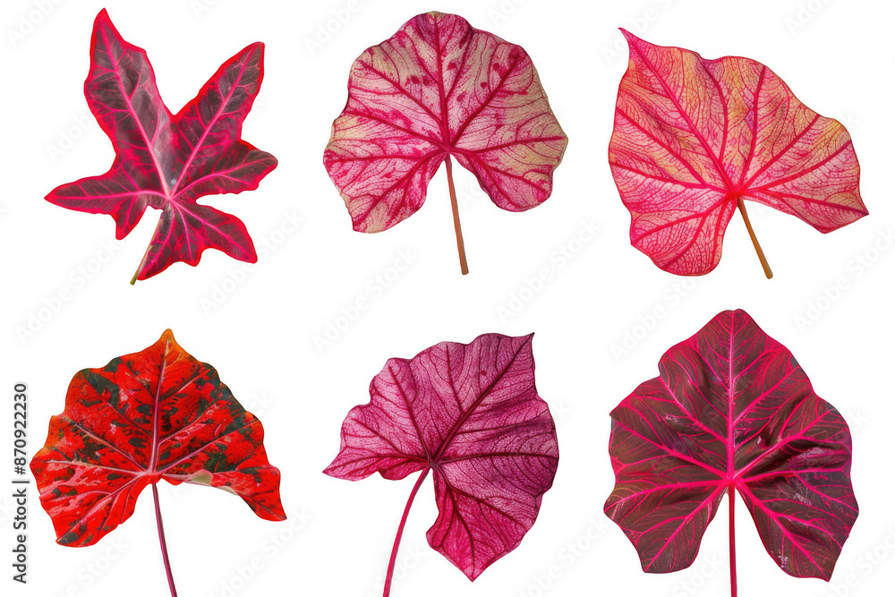Collection of Red Caladium Leaves Collection of Red Caladium Leaves
