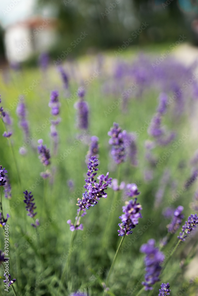 Obraz premium Gardens with the flourishing lavender 