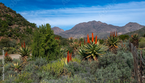 Photography Nature's garden alongside the road near Hoeksplaas, Western Cape.