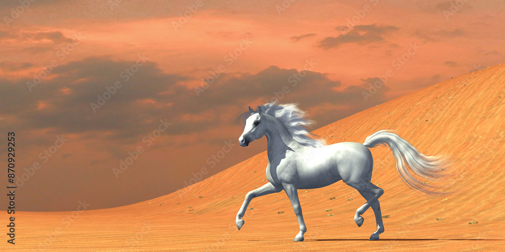 White Arabian Horse - A white Arabian stallion runs free in the desert as a wild horse. White Arabian Horse - A white Arabian stallion runs free in the desert as a wild horse.