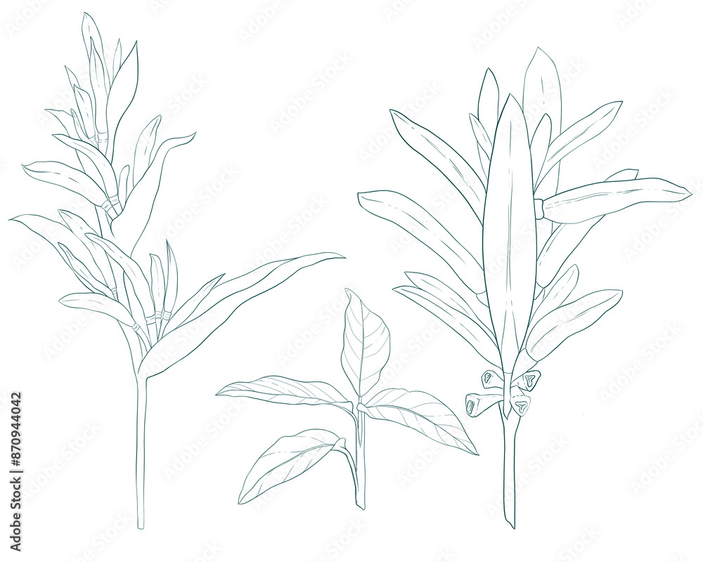 Set of hand drawn Heliconia plants Set of hand drawn Heliconia plants