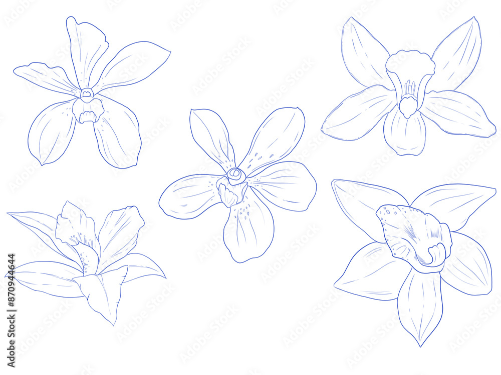 Set of hand drawn Orchids set Set of hand drawn Orchids set