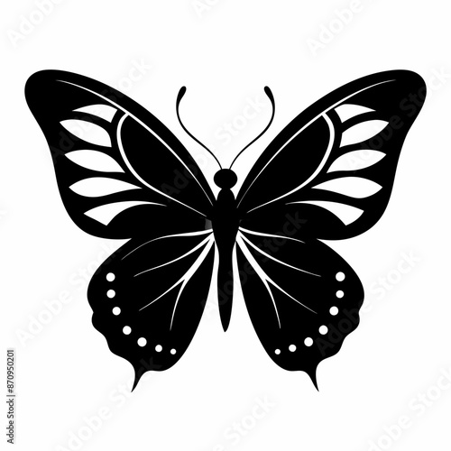 butterfly on white background