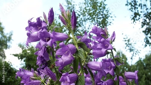 A beautiful bluebell blooms in the garden. Close up of a bell in the park in summer.