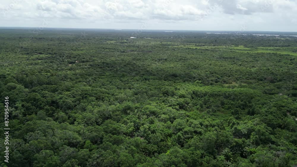 Mangue Manguezal Rio Amazônia Açaí Ilha Marajó Salvaterra Floresta Biodiversidade Fauna Flora Natureza Ecoturismo Paisagem Rural Comunidade Vegetação Navegação Barcos Drone Alagado Mangue Manguezal Rio Amazônia Açaí Ilha Marajó Salvaterra Floresta Biodiversidade Fauna Flora Natureza Ecoturismo Paisagem Rural Comunidade Vegetação Navegação Barcos Drone Alagado
