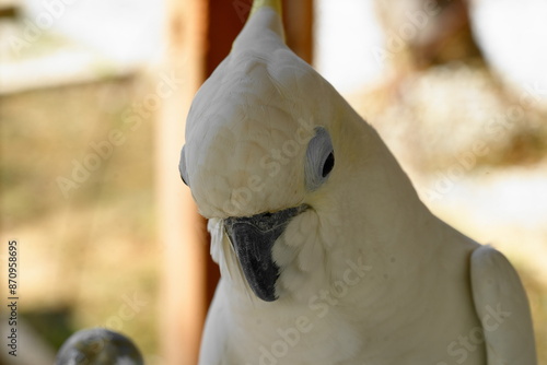 The White Cockatoo, also known as the Umbrella Cockatoo (Cacatua alba), is a captivating parrot species known for its striking white plumage and large, expressive crest. |白鳳頭鸚鵡 photo