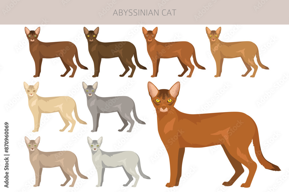 Abyssinian cat clipart. All coat colors set. All cat breeds characteristics infographic Abyssinian cat clipart. All coat colors set. All cat breeds characteristics infographic