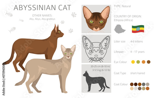 Abyssinian cat clipart. All coat colors set.  All cat breeds characteristics infographic