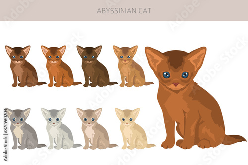 Abyssinian cat clipart. All coat colors set.  All cat breeds characteristics infographic