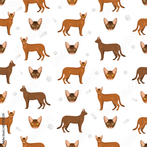 Abyssinian cat seamless pattern. All coat colors set.  All cat breeds characteristics infographic
