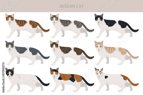 Aegean cat clipart. All coat colors set.  All cat breeds characteristics infographic
