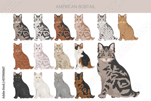 American Bobtail cat clipart. All coat colors set.  All cat breeds characteristics infographic