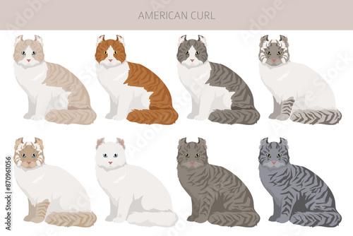 American Curl cat clipart. All coat colors set.  All cat breeds characteristics infographic