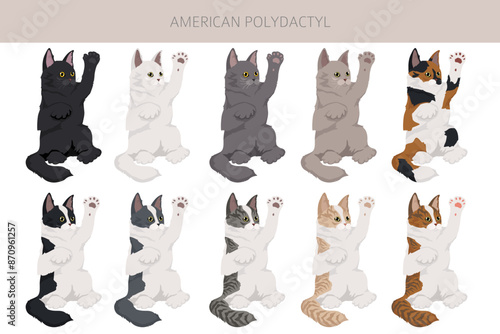 American Polydactyl cat clipart. All coat colors set.  All cat breeds characteristics infographic