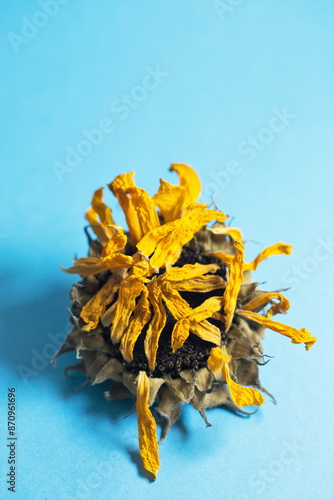 A dry yellow dying sunflower on a light blue background. photo