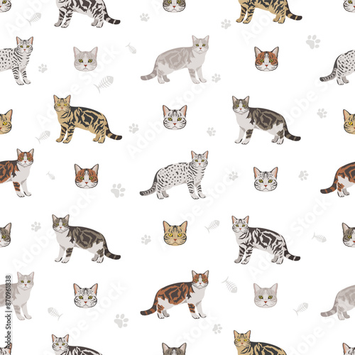 American Shorthair cat seamless pattern. All coat colors set.  All cat breeds characteristics infographic