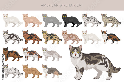 American Wirehair cat clipart. All coat colors set.  All cat breeds characteristics infographic