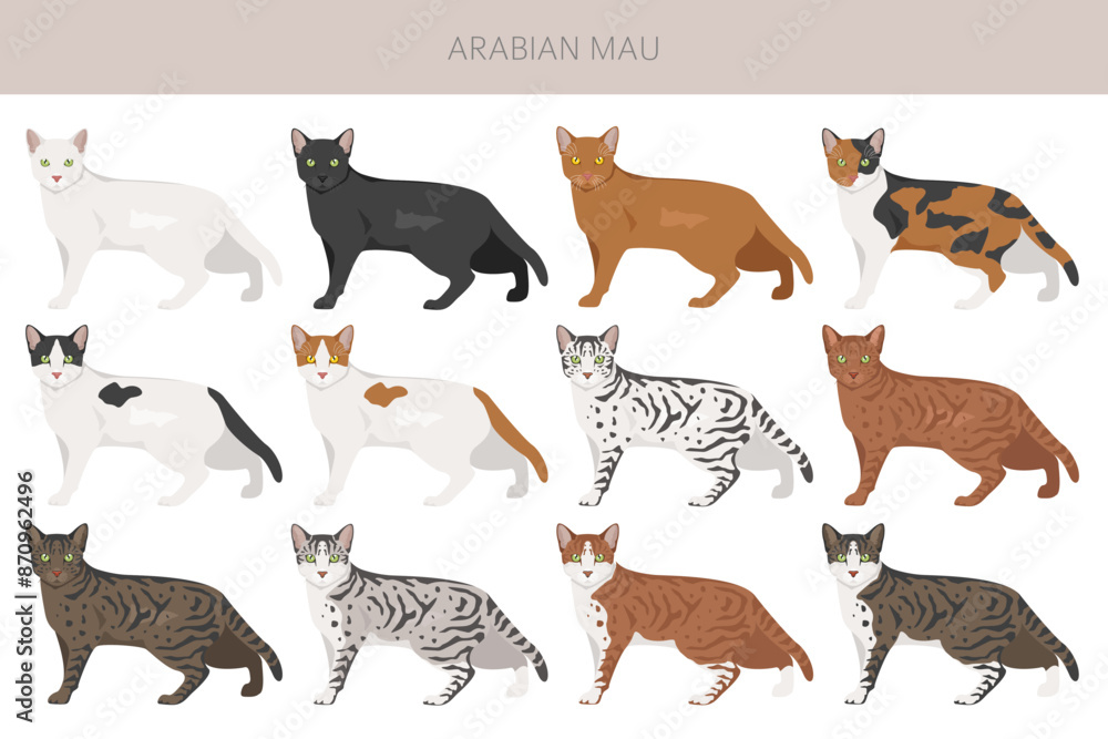 Fototapeta premium Arabian Mau cat clipart. All coat colors set. All cat breeds characteristics infographic