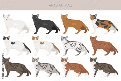Arabian Mau cat clipart. All coat colors set.  All cat breeds characteristics infographic