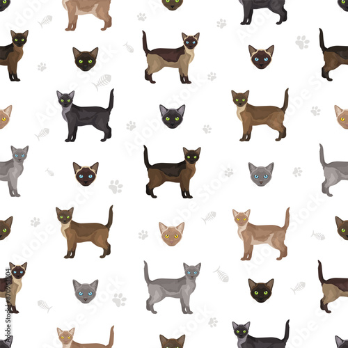 Asian shorthair smoke cat seamless pattern. All coat colors set.  All cat breeds characteristics infographic