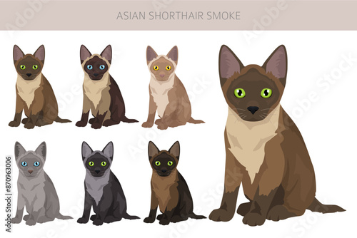 Asian shorthair smoke cat clipart. All coat colors set.  All cat breeds characteristics infographic