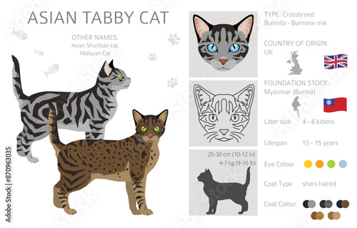 Asian shorthair Tabby cat clipart. All coat colors set.  All cat breeds characteristics infographic